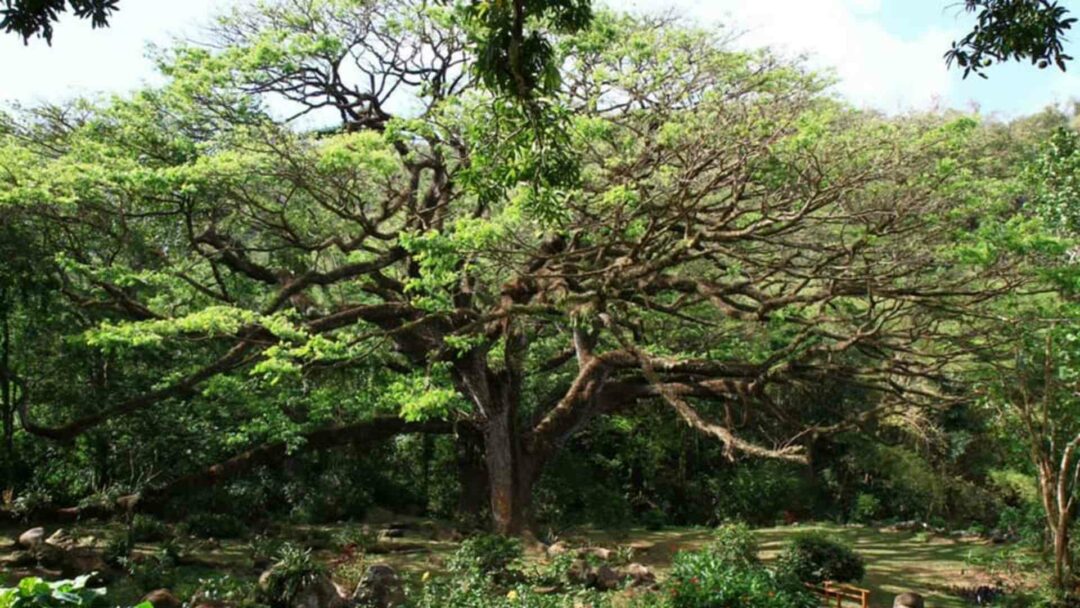 Arbre de la vie à l'habitation Céron