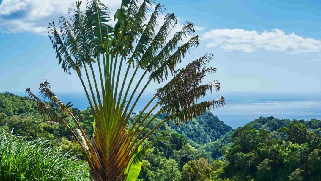 Palmier de la Martinique