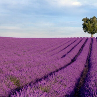 Lavande, produit naturel aux propriétés apaisantes