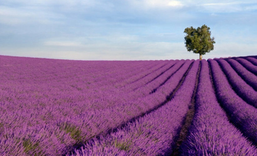 Lavande, produit naturel aux propriétés apaisantes