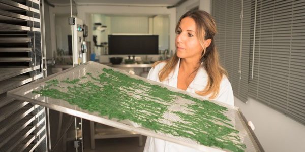 Spiruline est séchée à 40°C pendant plusieurs heures