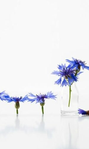 L’eau florale de bleuet, un bijou pour le contour des yeux