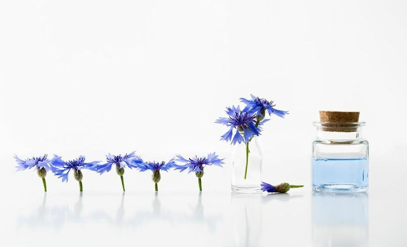 L’eau florale de bleuet, un bijou pour le contour des yeux