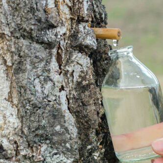 Eau de bouleau : 4 bonnes raisons de faire une cure ! 