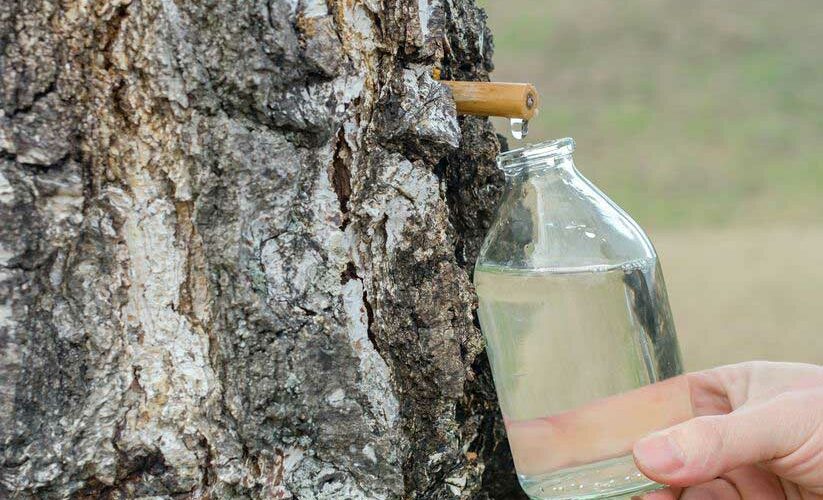 Eau de bouleau : 4 bonnes raisons de faire une cure ! 