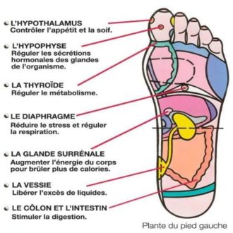 Points de la réflexologie plantaire