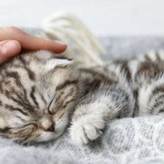 Le vaccin contre l’allergie aux chats devrait bientôt faire son apparition ! 