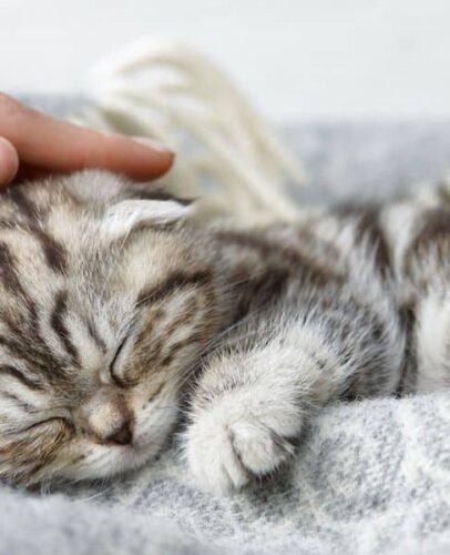 Le vaccin contre l’allergie aux chats devrait bientôt faire son apparition ! 