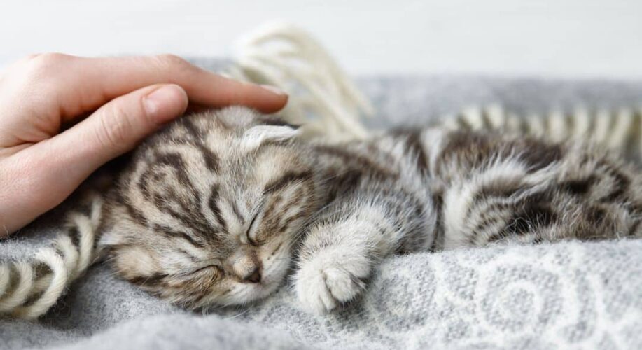 Le vaccin contre l’allergie aux chats devrait bientôt faire son apparition ! 