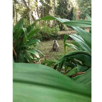 Petit singe se baladant à Rishikesh 