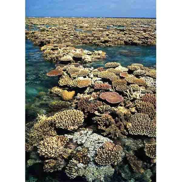 La grande barrière de corail, en Australie 