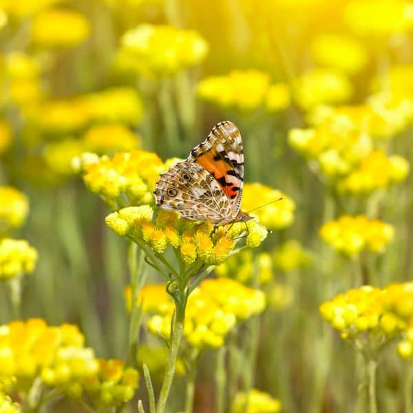 fleurs d'immortelle