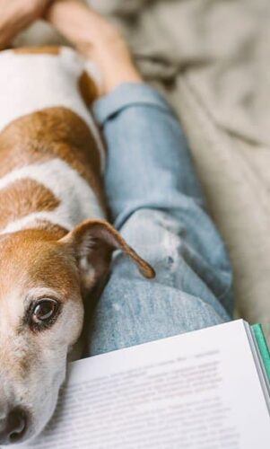 Abandon d'animaux: stop ça suffit !