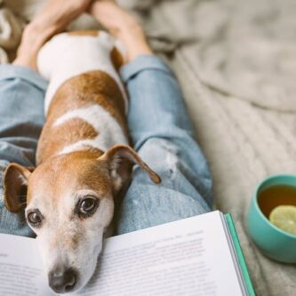 Abandon d'animaux: stop ça suffit !