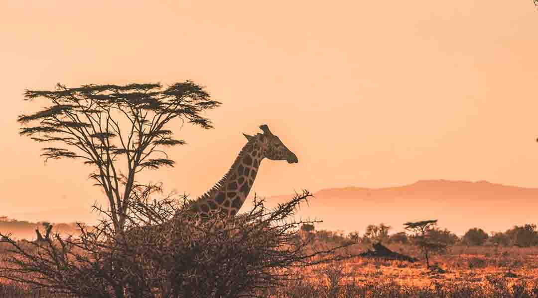 Girafe dans la savane