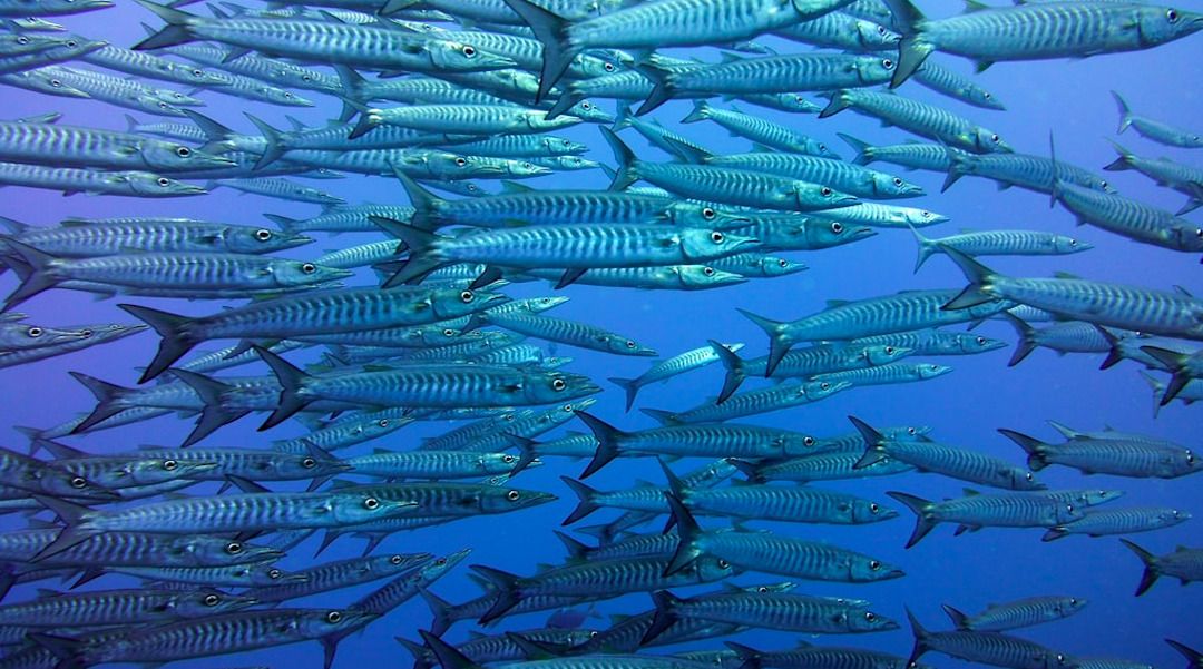 Banc de poissons