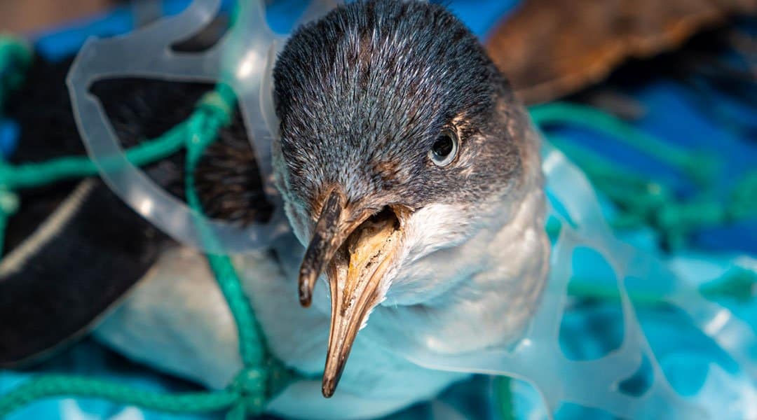 oiseau pris au piège dans du plastique