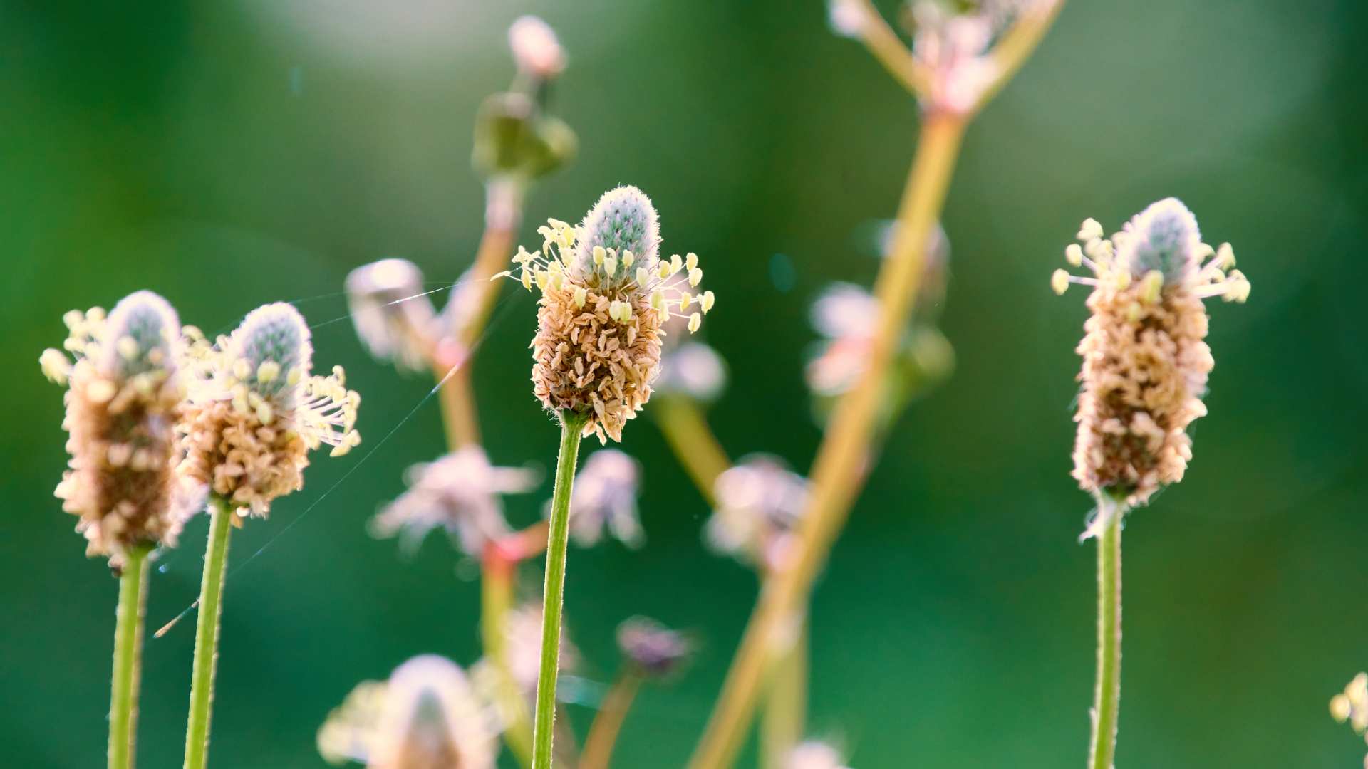 plante psyllium blond