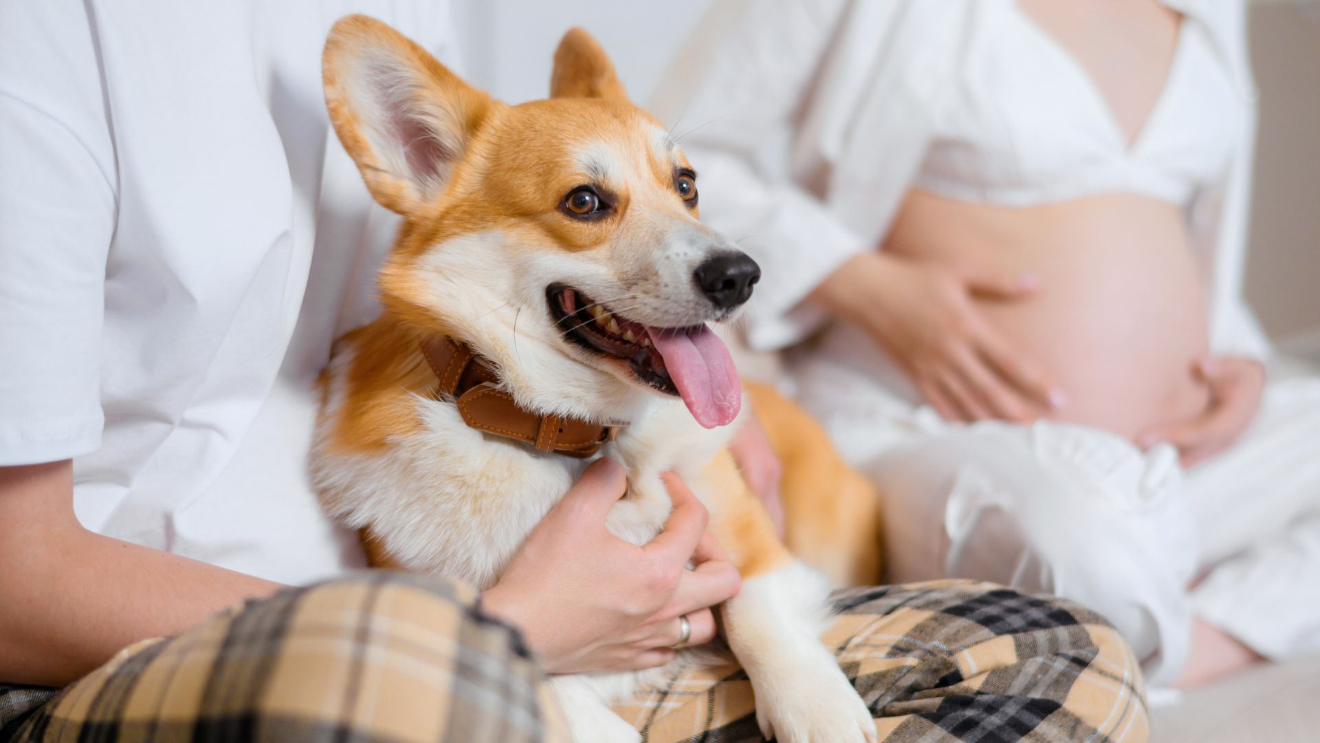 chien avec une femme enceinte